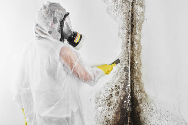 Best Local Mold Removal Service  in Allendale, NJ