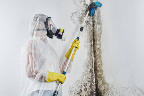 Best Affordable Mold Removal  in Allendale, NJ