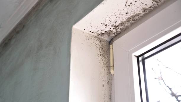 Best Local Mold Removal Service  in Allendale, NJ