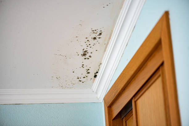 Best Fast Mold Removal  in Allendale, NJ