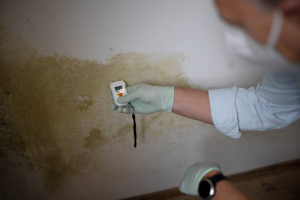 Office Mold Removal Services in Allendale, NJ
