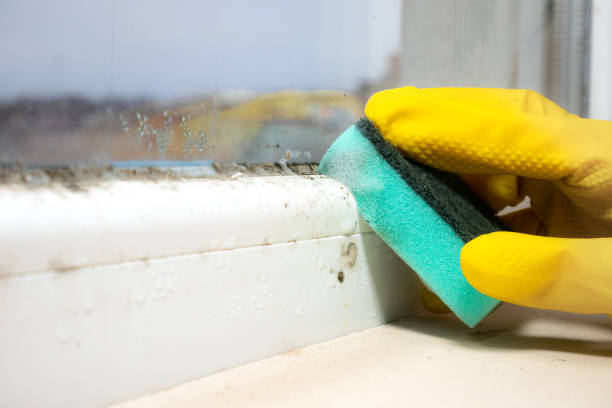 Best Residential Mold Removal  in Allendale, NJ