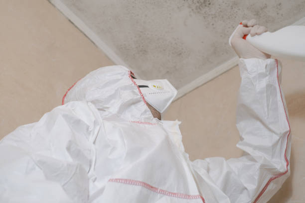 Best Black Mold Removal  in Allendale, NJ