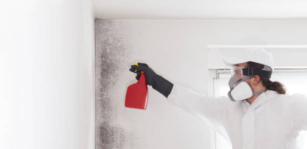 Best Emergency Mold Removal  in Allendale, NJ