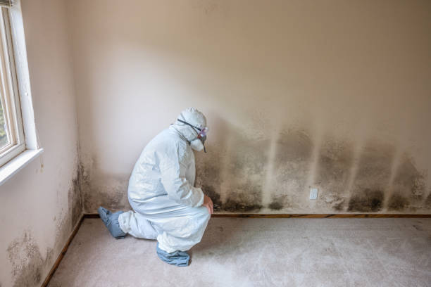 Best Mold Testing and Removal  in Allendale, NJ