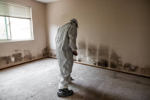 Best Mold Damage Repair  in Allendale, NJ