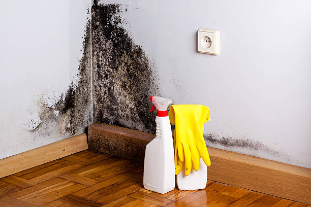 Best Mold Removal Near Me  in Allendale, NJ