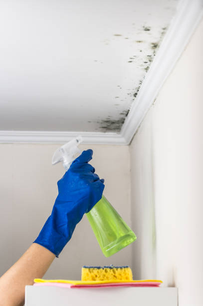 Best Mold Removal and Inspection  in Allendale, NJ